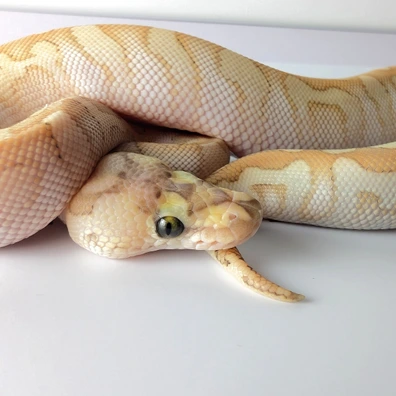 Butter Spotnose Clown 66% Het Hypo