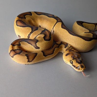 Enchi Clown Het Hypo Ball Python - male for sale from Saltarin Serpentines