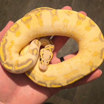 Pastel Highway Het Clown Ball Python - female for sale from S & A Royal's