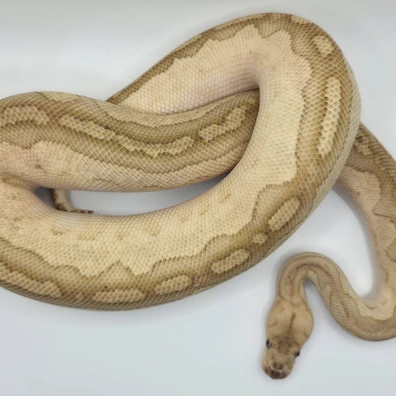Redhead Lesser Clown Ball Python - male for sale from S & A Royal's