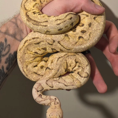 Pastel Enchi Fire Spotnose Clown
