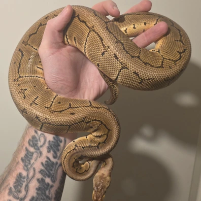 Pastel Pinstripe DH Tri Stripe Clown Ball Python - male for sale from S & A Royal's