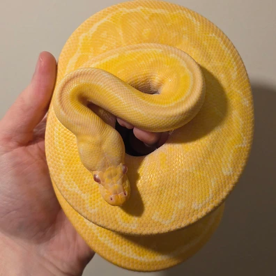 Black Pastel Albino Pinstripe Ball Python - female for sale from S & A Royal's