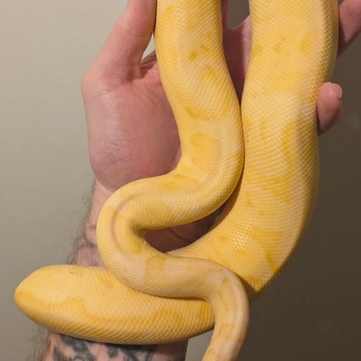 Banana Pastel Red Stripe Leopard Clown Ball Python - male for sale from S & A Royal's