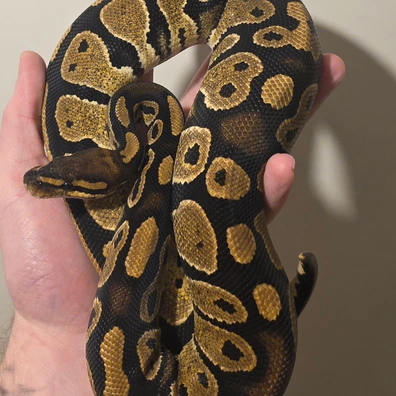 Black Head Het Hypo Ball Python - female for sale from S & A Royal's