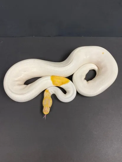 Dreamsicle RTB Ball Python by Extraordinary Exotics