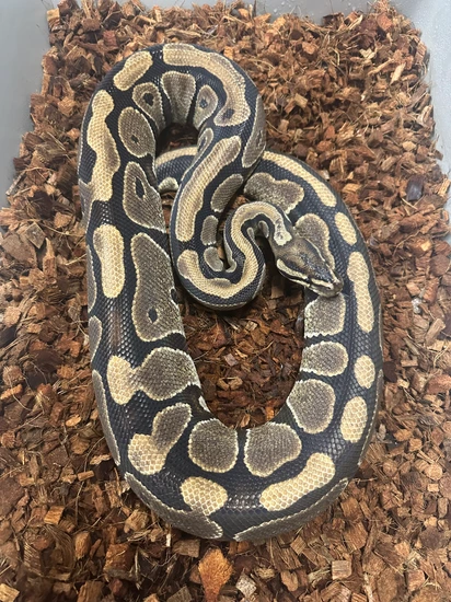Normal 1 Shipping Included! Ball Python by Extraordinary Exotics