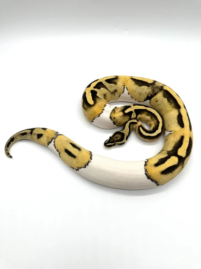 DG Pied RTB Ball Python by Extraordinary Exotics