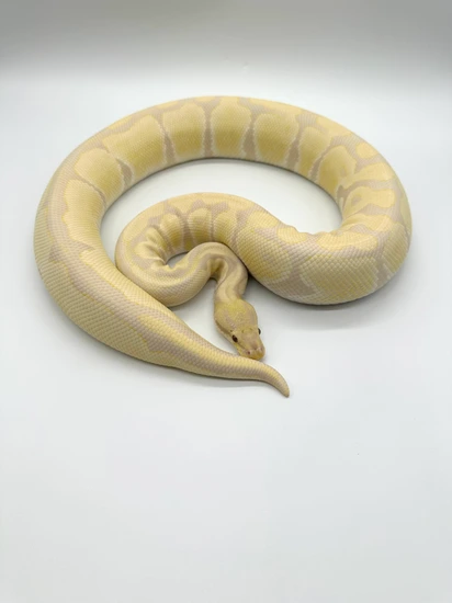 Lavender Albino RTB Ball Python by Extraordinary Exotics