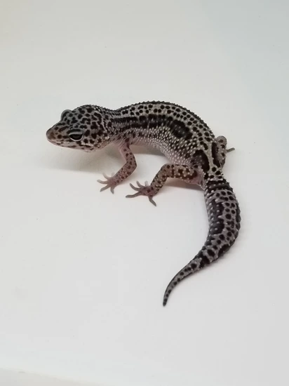 Akoya (Black Night/Black Pearl) Mack Snow Bold Stripe 66% Het