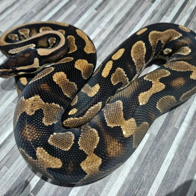 Blackhead Yellow Belly, 66% Het Lavender & 50% Het Pied Ball Python - female for sale from Lyons Royals