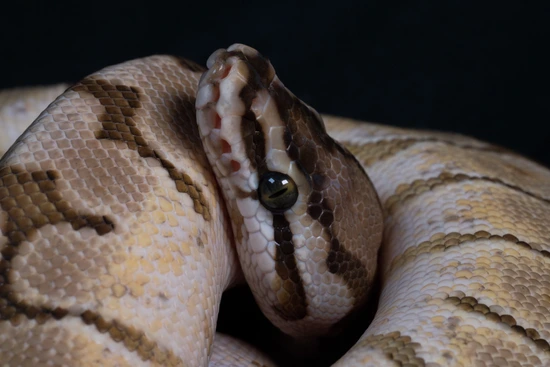 Lesser Spider Python Lesser Spider FREE SHIPPING Ball Python by Ball python planet