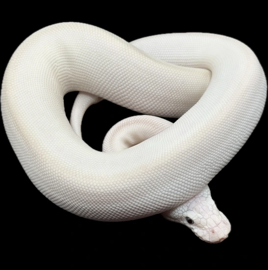 Super Butter Python Super Butter. (Bel) Ball Python by Sanctum Reptiles LLC