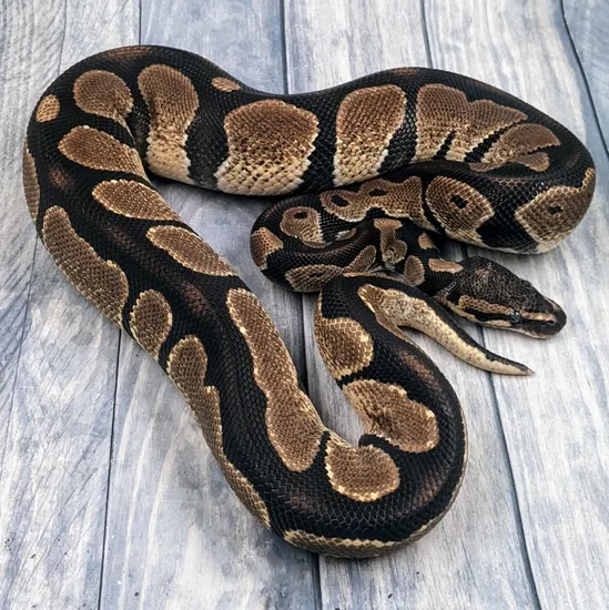 Black Head Spider 💯 Het VPI Axanthic Ball Python by iNaBoX3D Sandusky ...