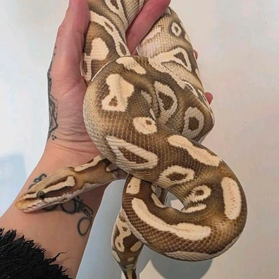 Pastave Harlequin Desert Ghost Ball Python - male for sale from WaysToLafleur