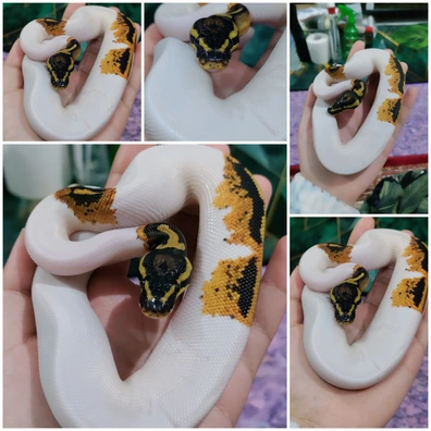 YB Pied 66% Het Clown