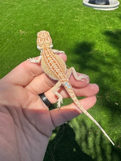 B.dragon 100% Het Zero 100% Het Hypo Red Monster Outcross Leatherback
