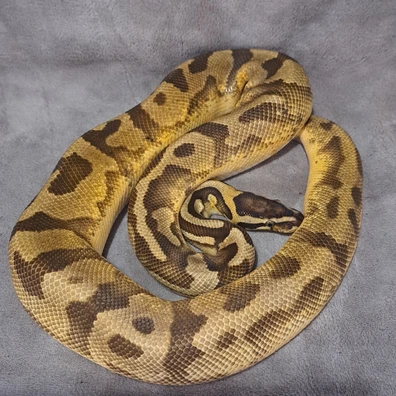Pastel Enchi Pied Het Ultramel Ball Python - male for sale from Bright Mountain Reptiles
