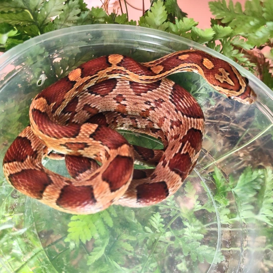 Het Scaleless Corn Snake by Sarah's Snake Shop, LLC