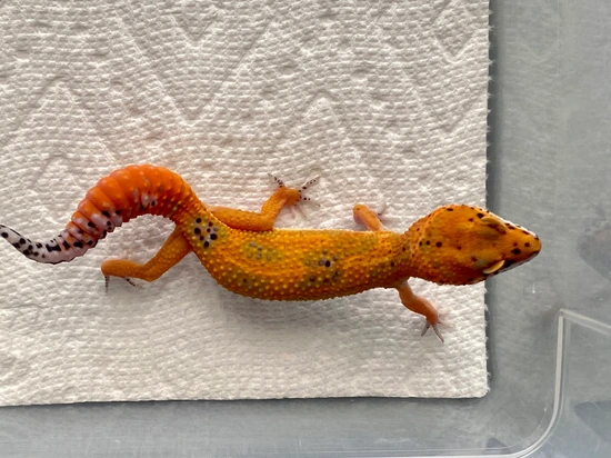 Atomic Cross Leopard Gecko by SaSobek Reptiles