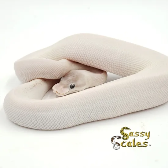 Super Mojave Cinnamon Red Axanthic Ball Python by Sassy Scales