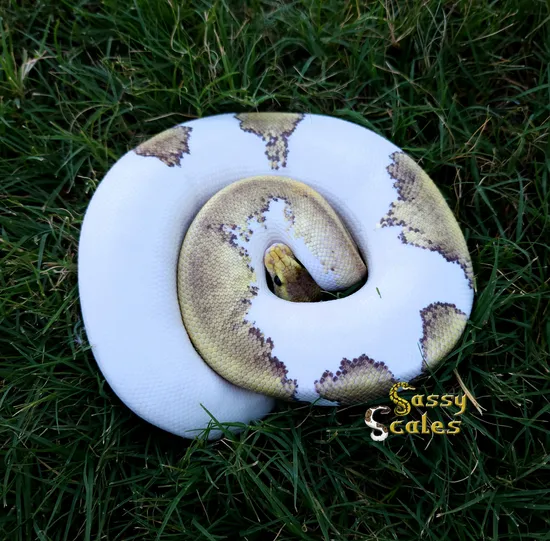 Champagne Gargoyle Ball Python by Sassy Scales
