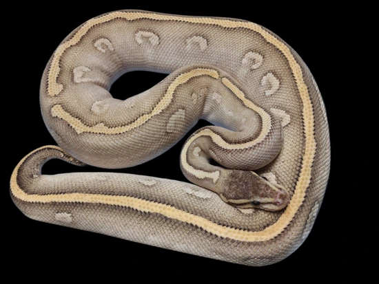 Super Phantom Yellow Belly Ball Python by Sassy Scales
