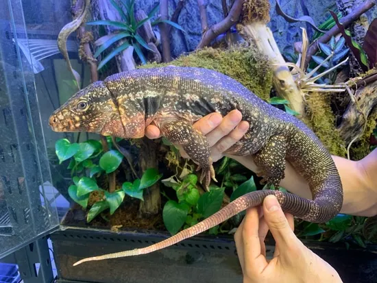Sub-Adult Red Tegu TAME Argentine Tegus by SATOO