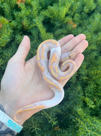 Banana Pied Ball Python by SATOO