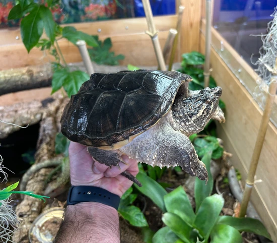 6” Florida Snapping Turtle by SATOO