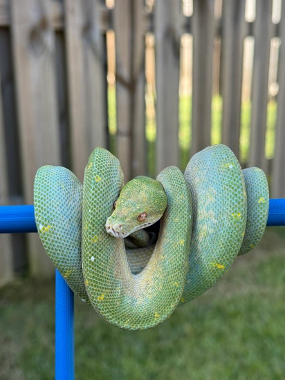 TW Blue OC X Aru/Biak Green Tree Python by Sawtooth Range Arboreals