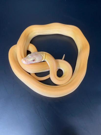 DWARF Purple Albino Phantom Goldenchild Tiger 50% Het Anery(Snow) 43.75 ...