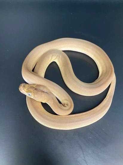 Dwarf Phantom Goldenchild Tiger 100% Het Albino 50% Het Anery(Snow) Pos ...