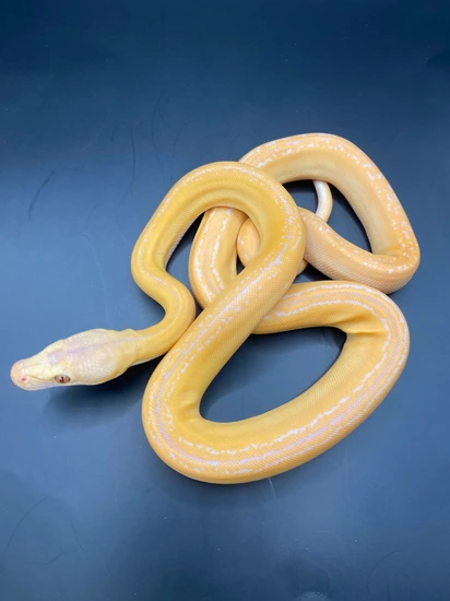 Dwarf Lavender Albino Goldenchild Tiger 66% Het Anery (Snow) 37.5% ...