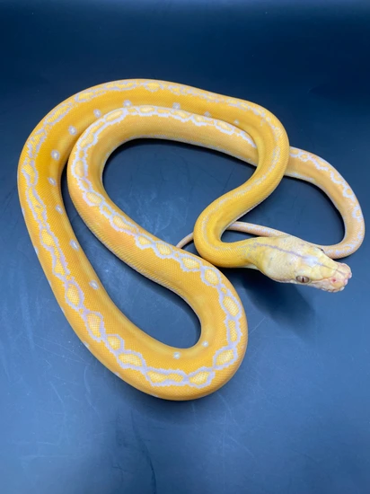 Dwarf Lavender Albino Motley 66% Het Anery (Snow) 37.5% Kalaotoa 12.5% ...