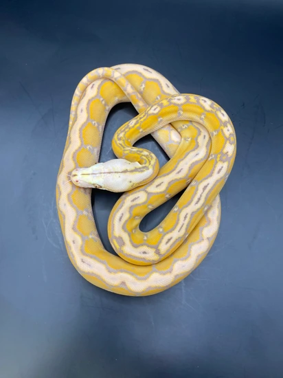 Dwarf Purple Albino Motley 66% Het Anery (Snow) 37.5% Kalaotoa 12.5% ...