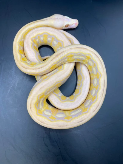 Dwarf Purple Albino Tiger 66% Het Anery (Snow) 37.5% Kalaotoa 12.5% ...