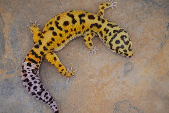 Monarch Bold Tangerine Leopard Gecko by SC Reptiles