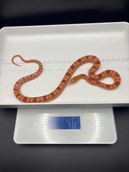 German Florescent Corn Snake by The Creep Inn Family LLC