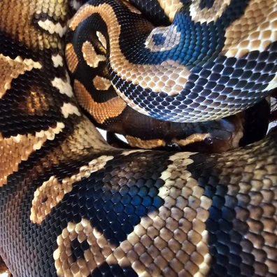 Bh Od Yb Het Clown Ph Pied Poss R&r