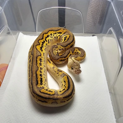 Pastel Blackhead Leo Yb Clown Poss R&r, Od, Ph Pied