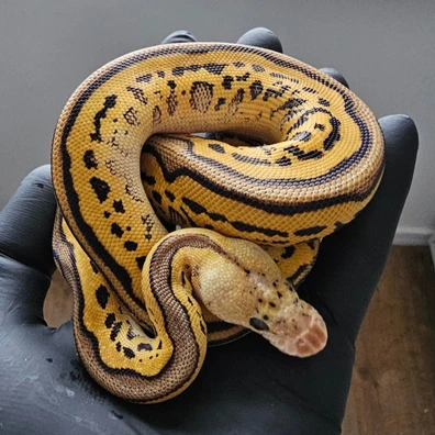 Pastel Leopard Yb Clown Poss Od, R&r, Ph Pied