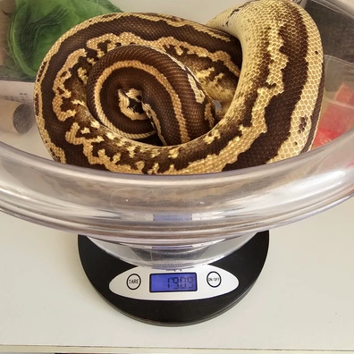 Leo Mojo Yb Het Pied