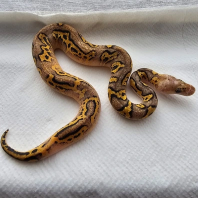 Pastel Blackhead Yb Clown Poss Od, R&r, Het Pied