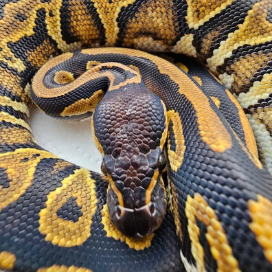 Bh Leo Het Clown Prob R+r Poss Yb Ph Pied Ball Python - female for sale from Scaled_Out_Royals