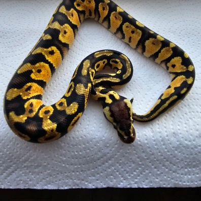 Pastel Black Head Het Clown Poss Yb, Od, R&r , Ph Pied Ball Python - male for sale from Scaled_Out_Royals