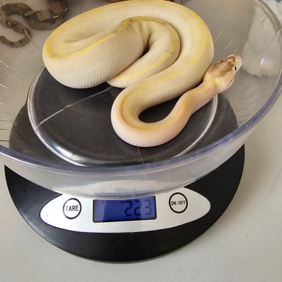 Ivory Od Or Enchi Ball Python - male for sale from Scaled_Out_Royals