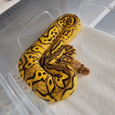0.2 Clown Sisters - Limited Time Offer Ball Python - female for sale from Scaled_Out_Royals