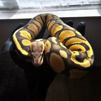Limited Time Offer - 0.2 Clown & Hypo Pair Ball Python - female for sale from Scaled_Out_Royals