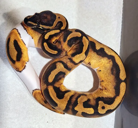 Female Pied BP Ball Python by Scales, Fins & Feathers